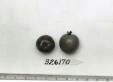 Click for 1 image(s) for this accession. FRUIT